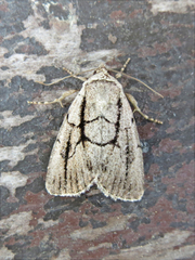 Sympistis dinalda