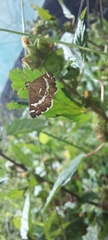 Spoladea recurvalis
