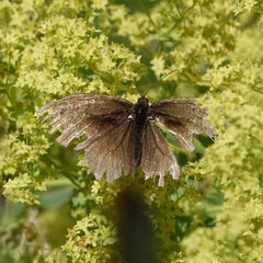Aphantopus hyperantus