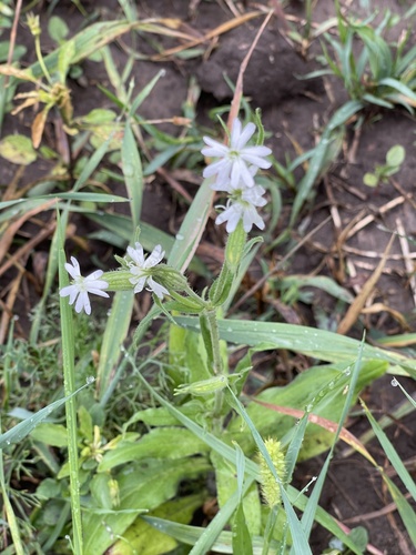 Silene noctiflora iNat (3)