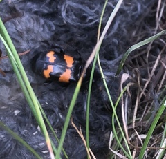 Nicrophorus investigator