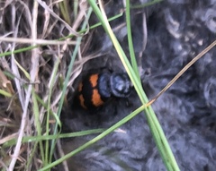 Nicrophorus investigator