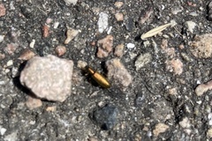 Chrysanthia geniculata