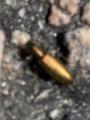 Chrysanthia geniculata