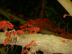 Urera caracasana