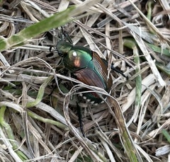 Popillia japonica