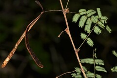 Dichrostachys tenuifolia