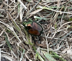 Popillia japonica