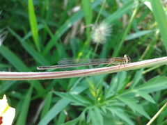 Ischnura asiatica