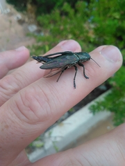 Chalcophora mariana massiliensis