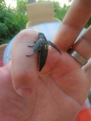 Chalcophora mariana massiliensis