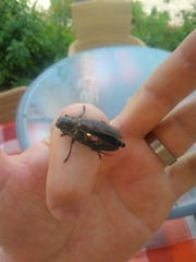 Chalcophora mariana massiliensis