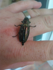 Chalcophora mariana massiliensis