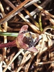 Pinguicula leptoceras