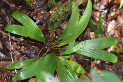 Dypsis louvelii