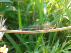 Ischnura asiatica