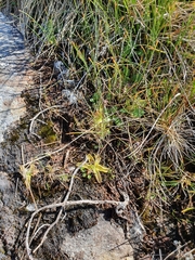 Pinguicula leptoceras