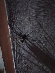 Heteropoda venatoria