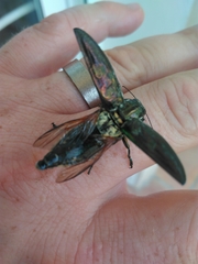 Chalcophora mariana massiliensis