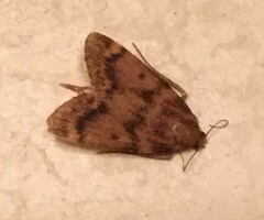Aglossa disciferalis
