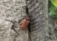 Stictoleptura rubra