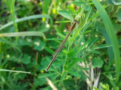 Ischnura asiatica