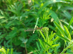 Ischnura asiatica