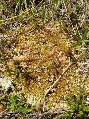 Sphagnum compactum