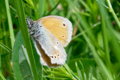 Coenonympha rhodopensis