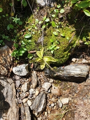 Pinguicula leptoceras