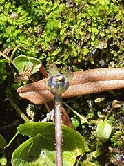 Pinguicula leptoceras