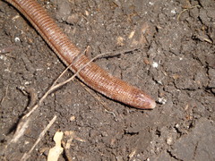 Amphisbaena darwinii