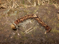 Odonestis bheroba formosae