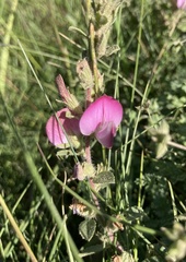 Ononis arvensis
