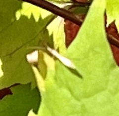 Oecanthus pini