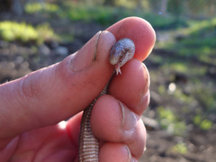 Amphisbaena darwinii