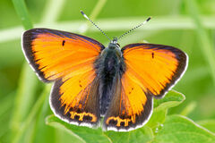 Lycaena candens