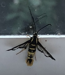 Synanthedon sequoiae