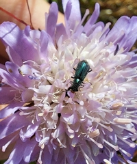 Cordylepherus viridis