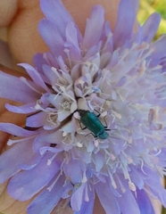 Cordylepherus viridis