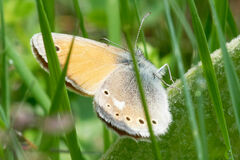Coenonympha rhodopensis