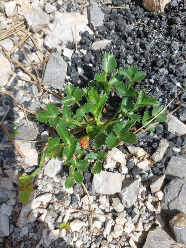 Hladnikia pastinacifolia, photograph 5