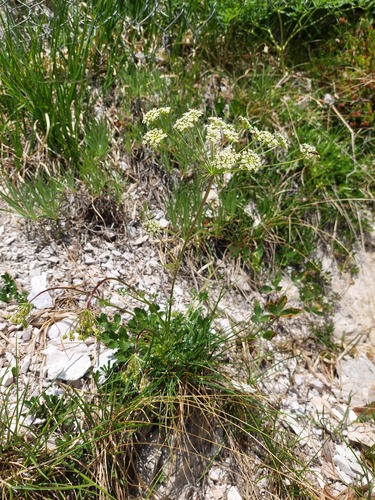 Hladnikia pastinacifolia, photograph 3