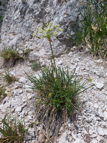 Hladnikia pastinacifolia, photograph 4
