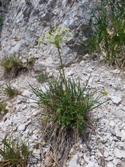 (c) Vid Potočnik, some rights reserved (CC BY) Hladnikia pastinacifolia, photograph (c) Vid Potočnik, some rights reserved (CC BY)