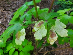 Phytomyza aquilegiae group