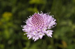 Traunsteinera globosa