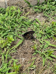 Papilio troilus