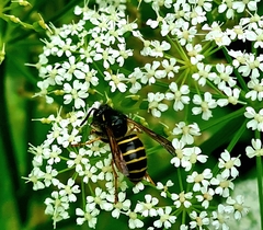 Dolichovespula norvegicoides