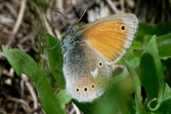 Coenonympha rhodopensis